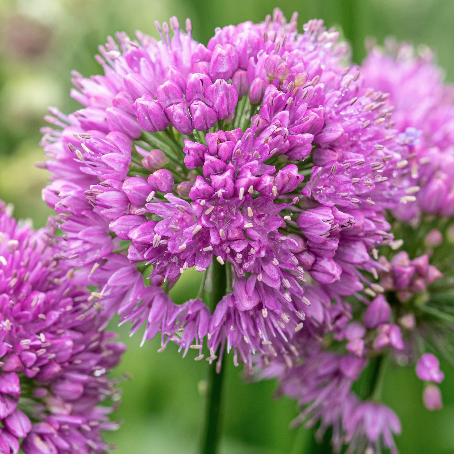 Allium 'Millennium'. Close-up of a pink-purple allium flower cluster with many small tubular blossoms on a green stem against a soft blurred green background.