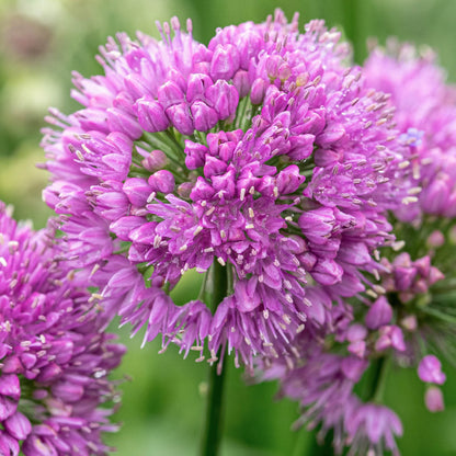 Allium 'Millennium'. Close-up of a pink-purple allium flower cluster with many small tubular blossoms on a green stem against a soft blurred green background.