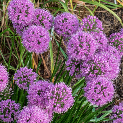 Allium 'Millennium'. Close-up of pink-purple allium flower balls with green leaves growing outdoors in a garden.