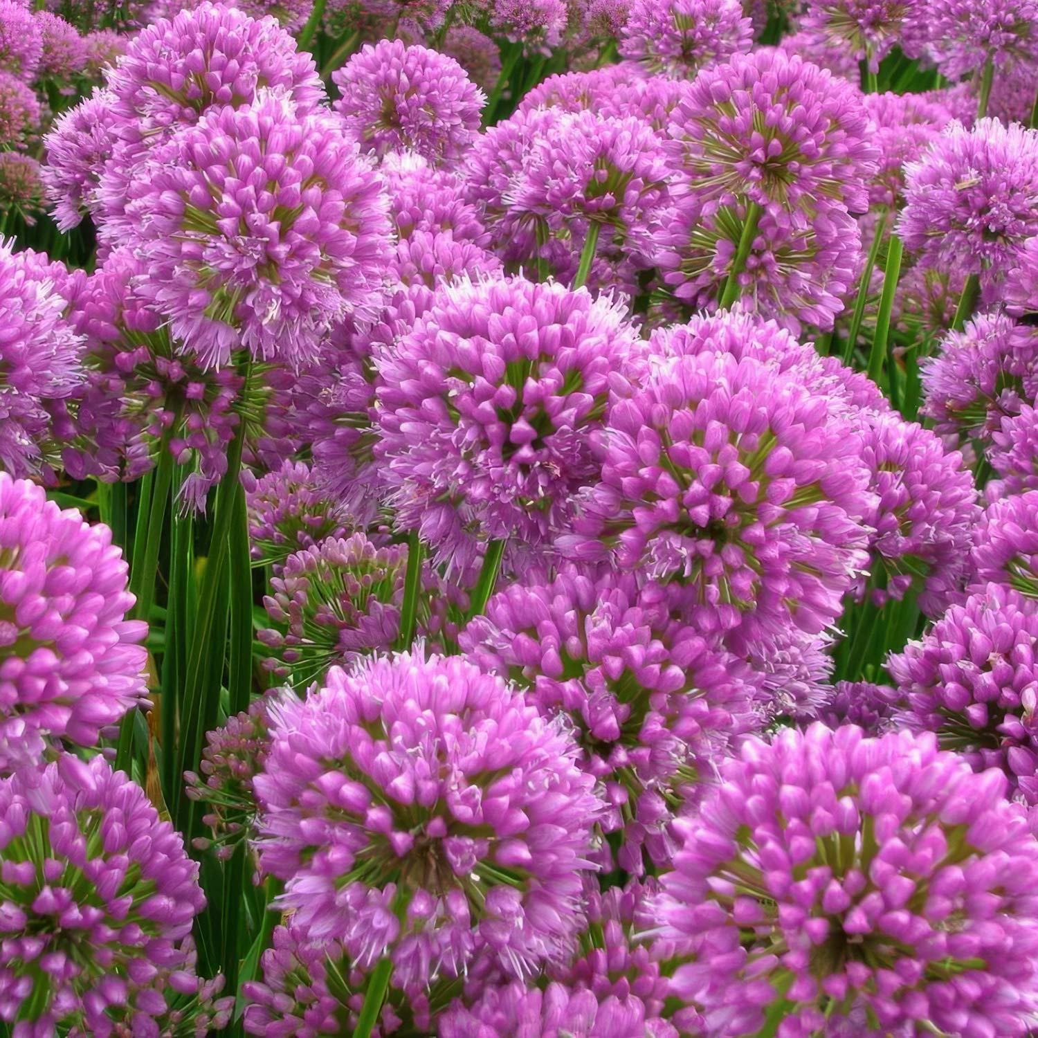 Allium 'Millennium'. A dense field of blooming allium flowers in vivid pink-purple tones with green stems and foliage.