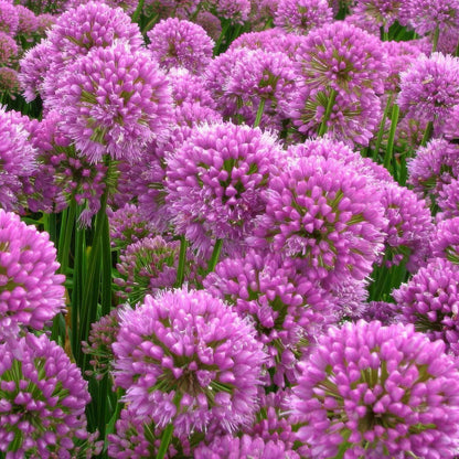 Allium 'Millennium'. A dense field of blooming allium flowers in vivid pink-purple tones with green stems and foliage.