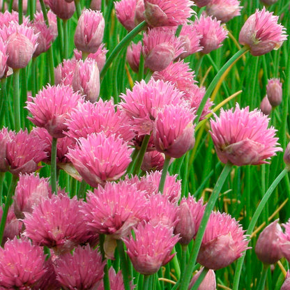 Allium schoenoprasum 'Forescate'. Pink chive flowers with green leaves in a field