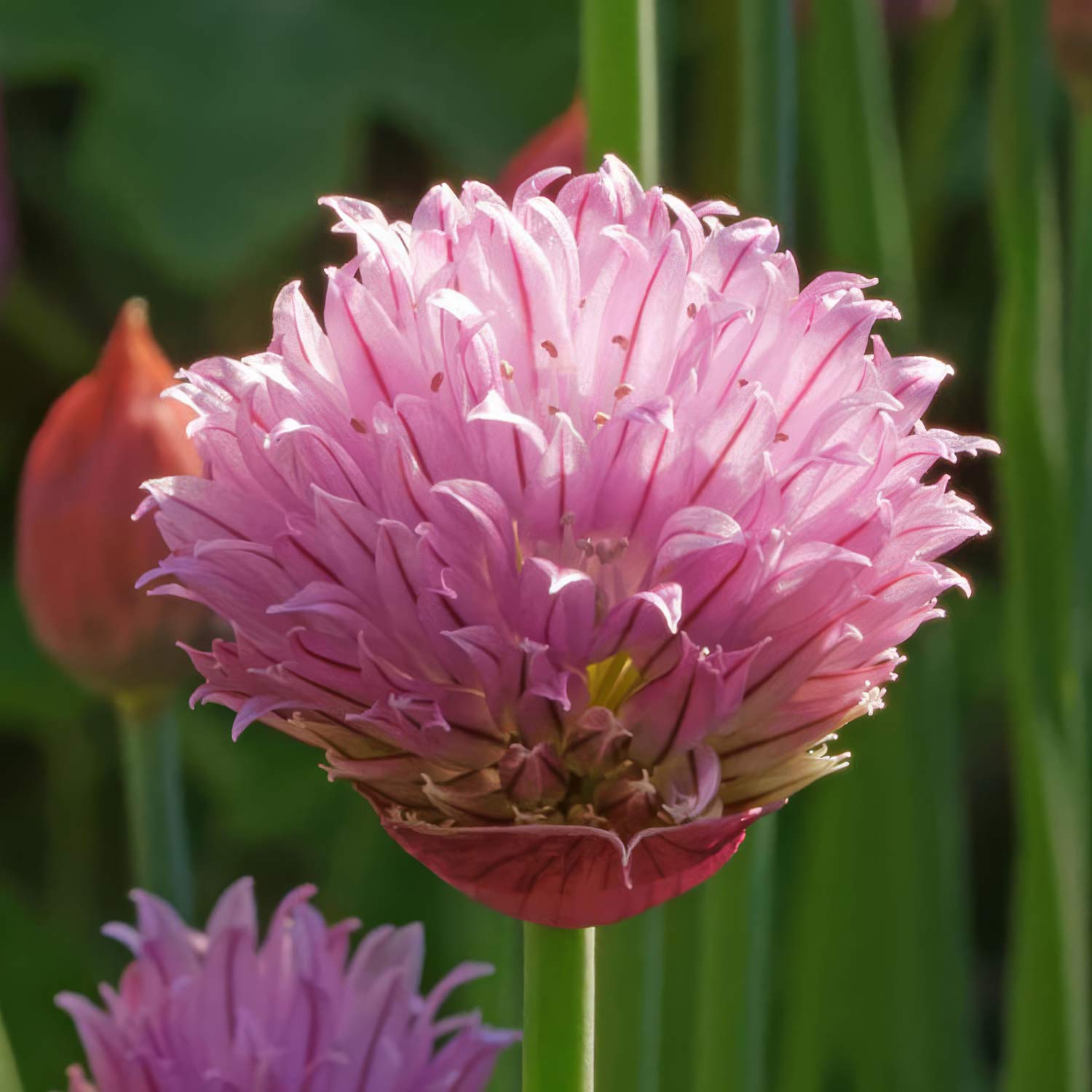 Allium schoenoprasum 'Forescate'. Close-up of a pink chive flower with green leaves in the background