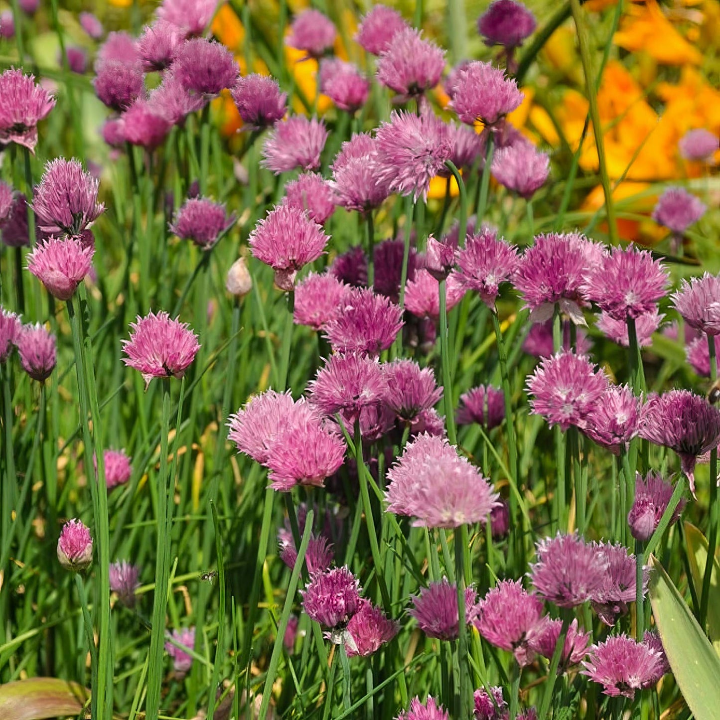 Allium schoenoprasum 'Forescate'