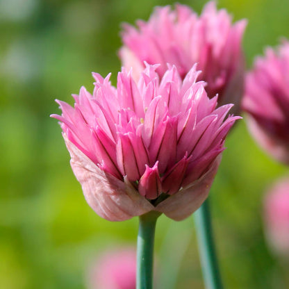 Allium schoenoprasum 'Forescate'. Close-up of a pink chive flower with a blurred green background