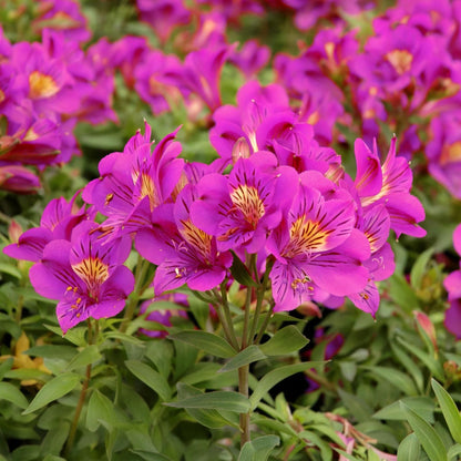 Alstroemeria colorita 'Louise'. Close-up of vibrant pink flowers with yellow centers.