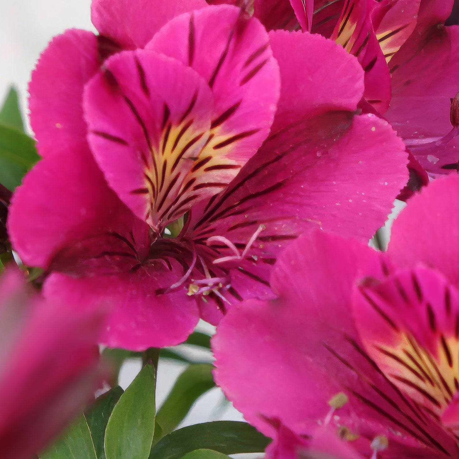Alstroemeria colorita 'Louise'. Close-up of vibrant pink flowers with yellow centers.