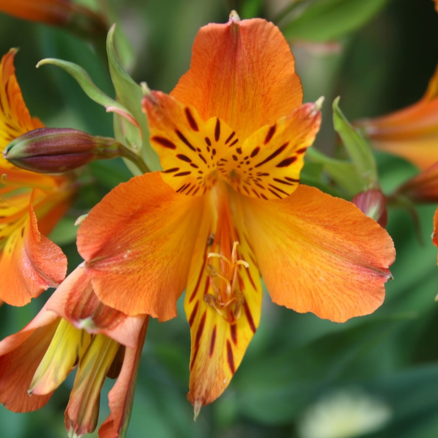 Alstroemeria colorita® 'Eliane Orange'