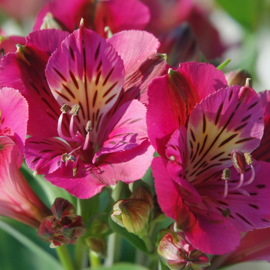 Alstroemeria colorita 'Louise'. Close-up of vibrant pink flowers with a blurred green background