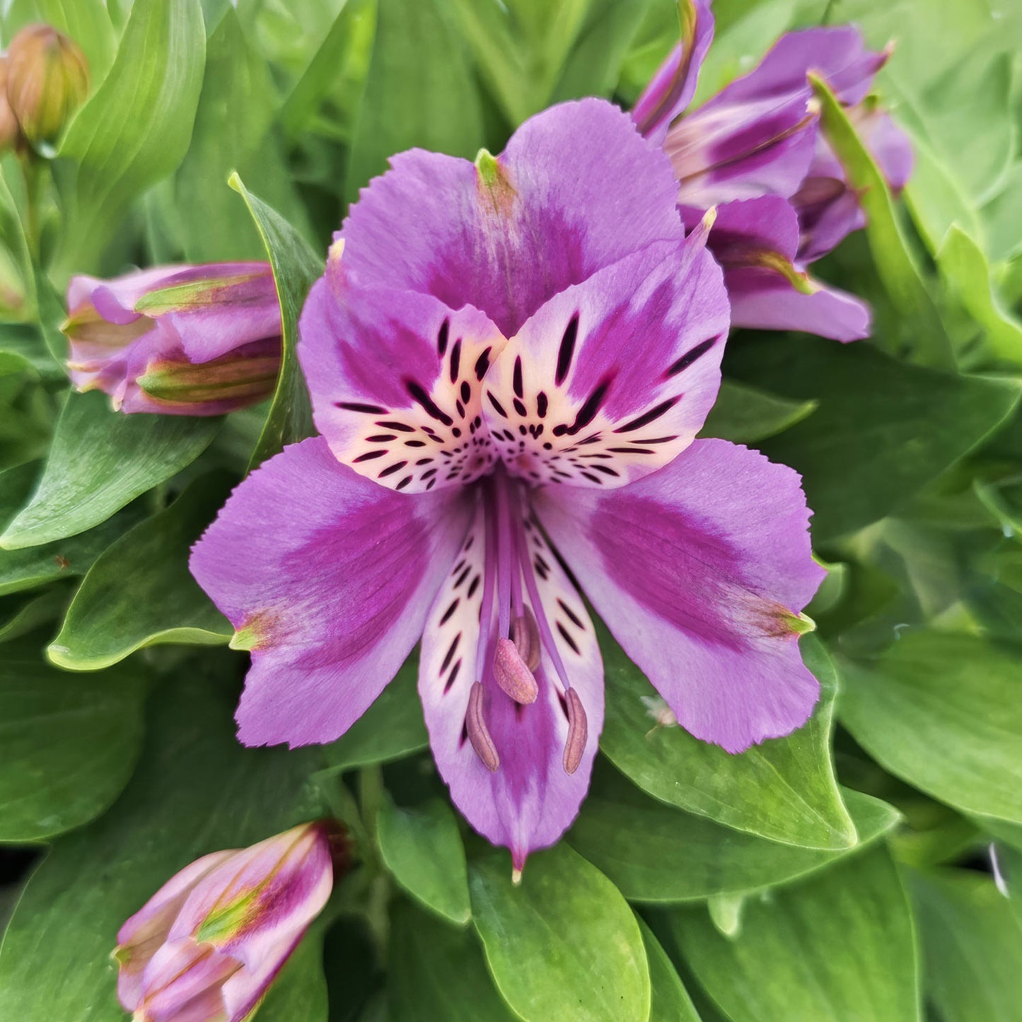 Alstroemeria colorita 'Mulan'. Close-up of a purple flower with green leaves