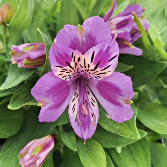 Alstroemeria colorita 'Mulan'. Close-up of a purple flower with green leaves