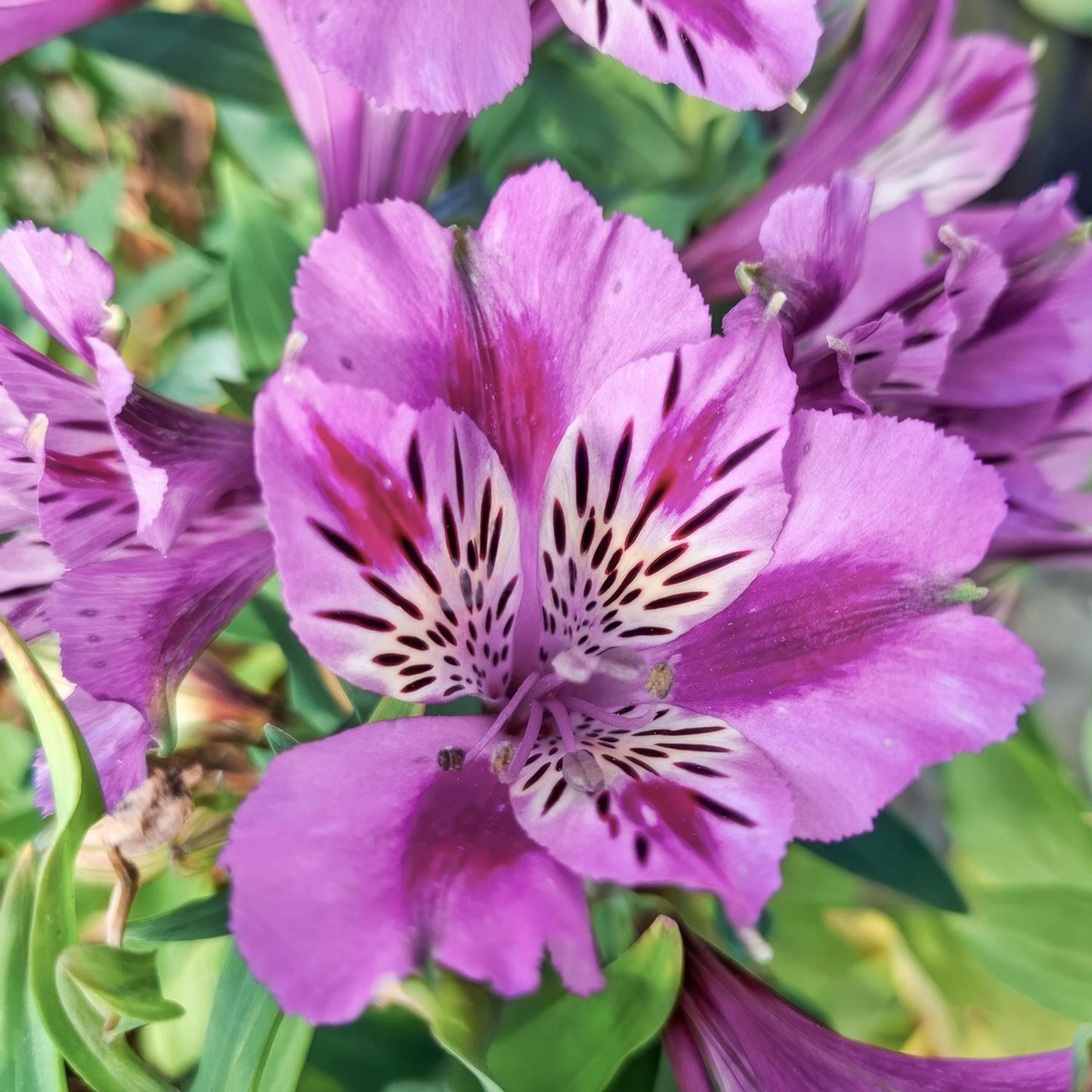Alstroemeria colorita 'Mulan'. Close-up of a purple flower with a white center and green leaves.