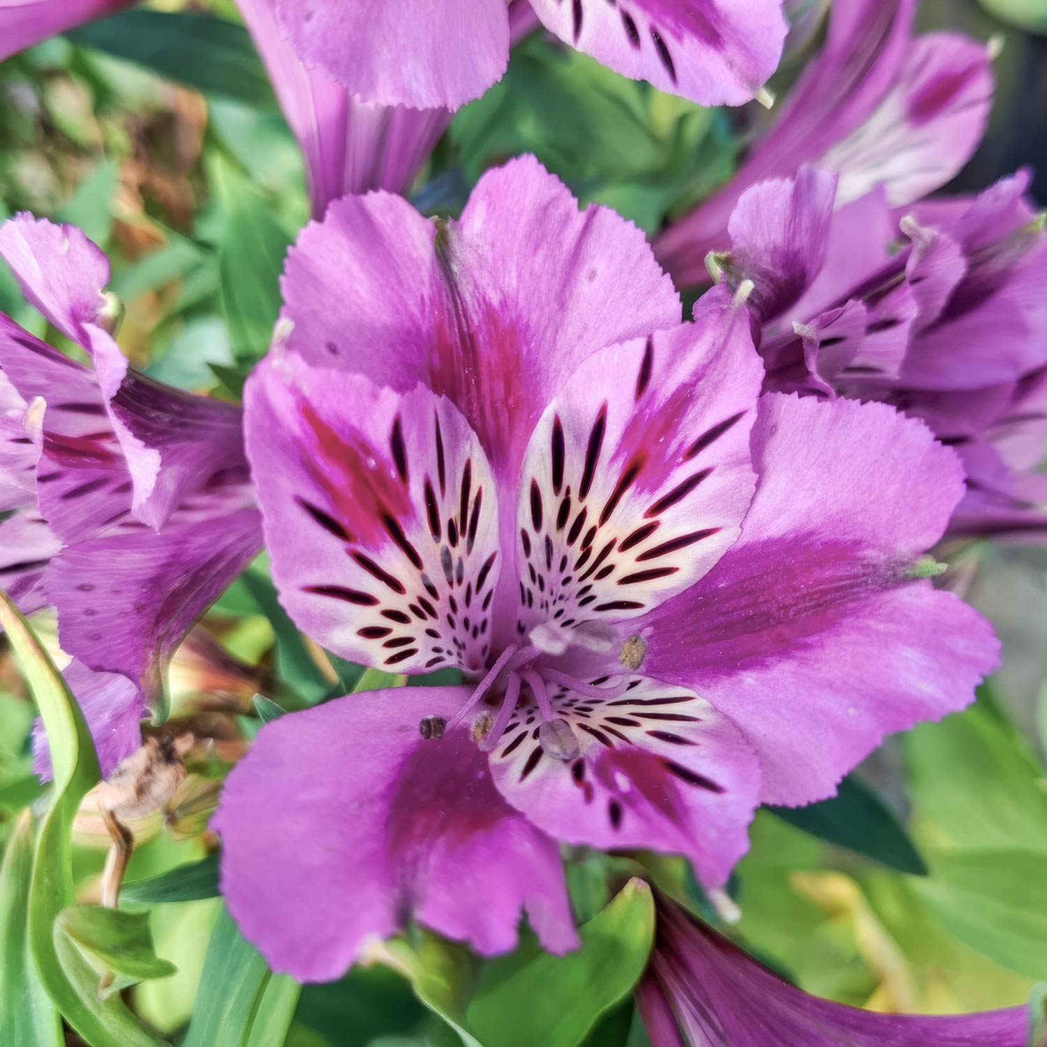 Alstroemeria colorita 'Mulan'. Close-up of a purple flower with a white center and green leaves.