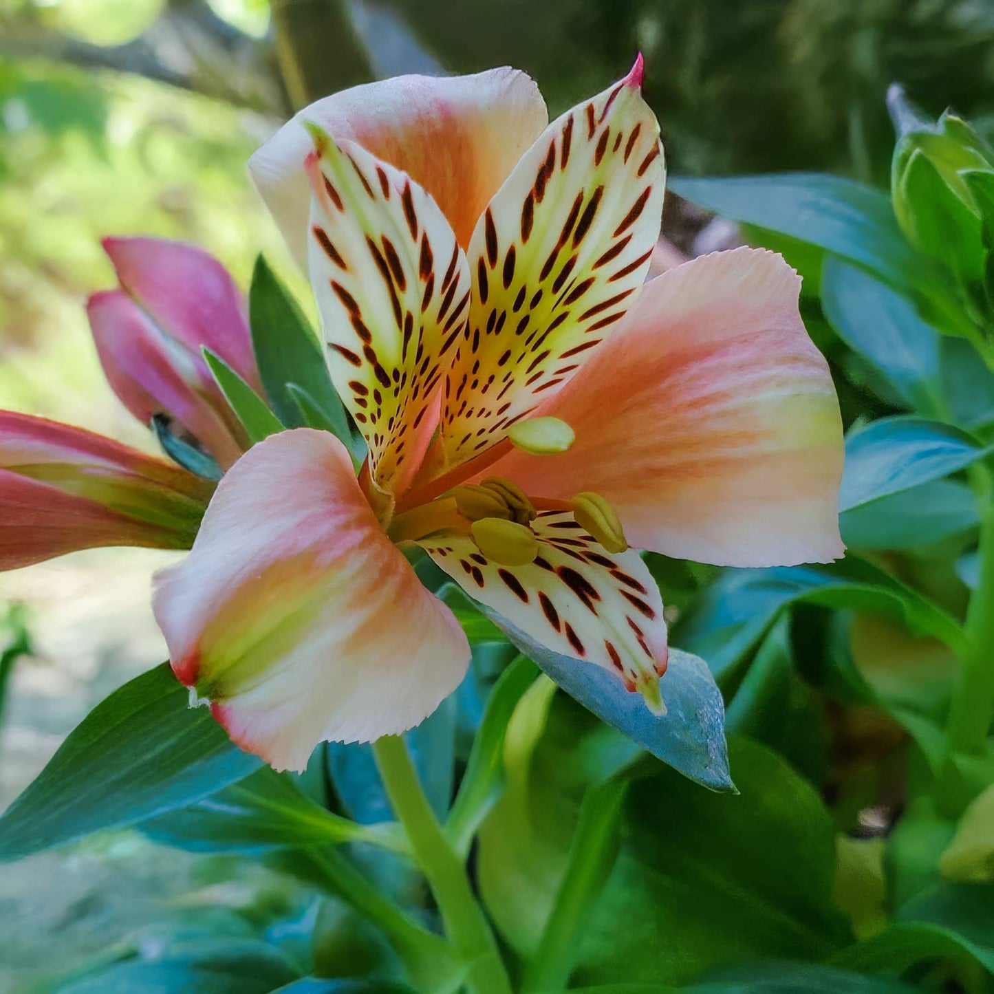 Alstroemeria Inca 'Husky'