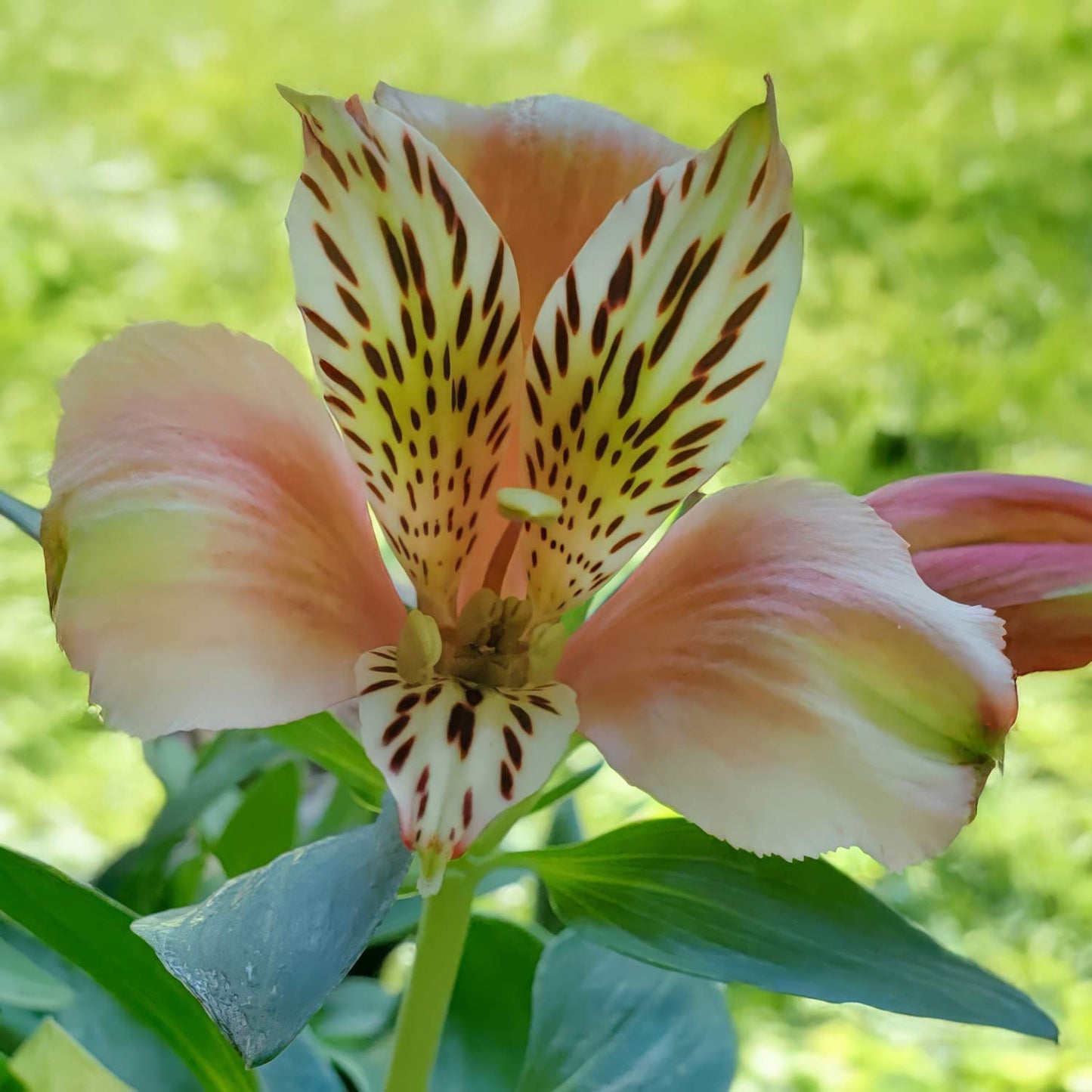 Alstroemeria Inca 'Husky'