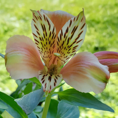 Alstroemeria Inca 'Husky'