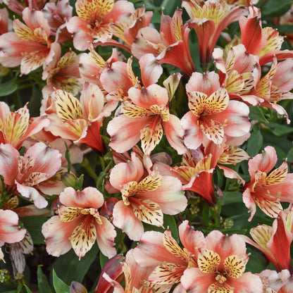 Alstroemeria Inca 'Husky'