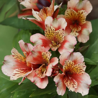 Alstroemeria Inca 'Husky'