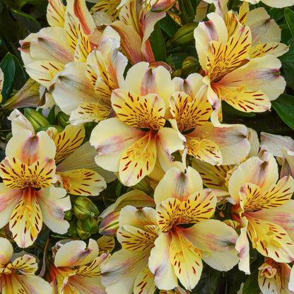 Alstroemeria Inca 'Sundance'