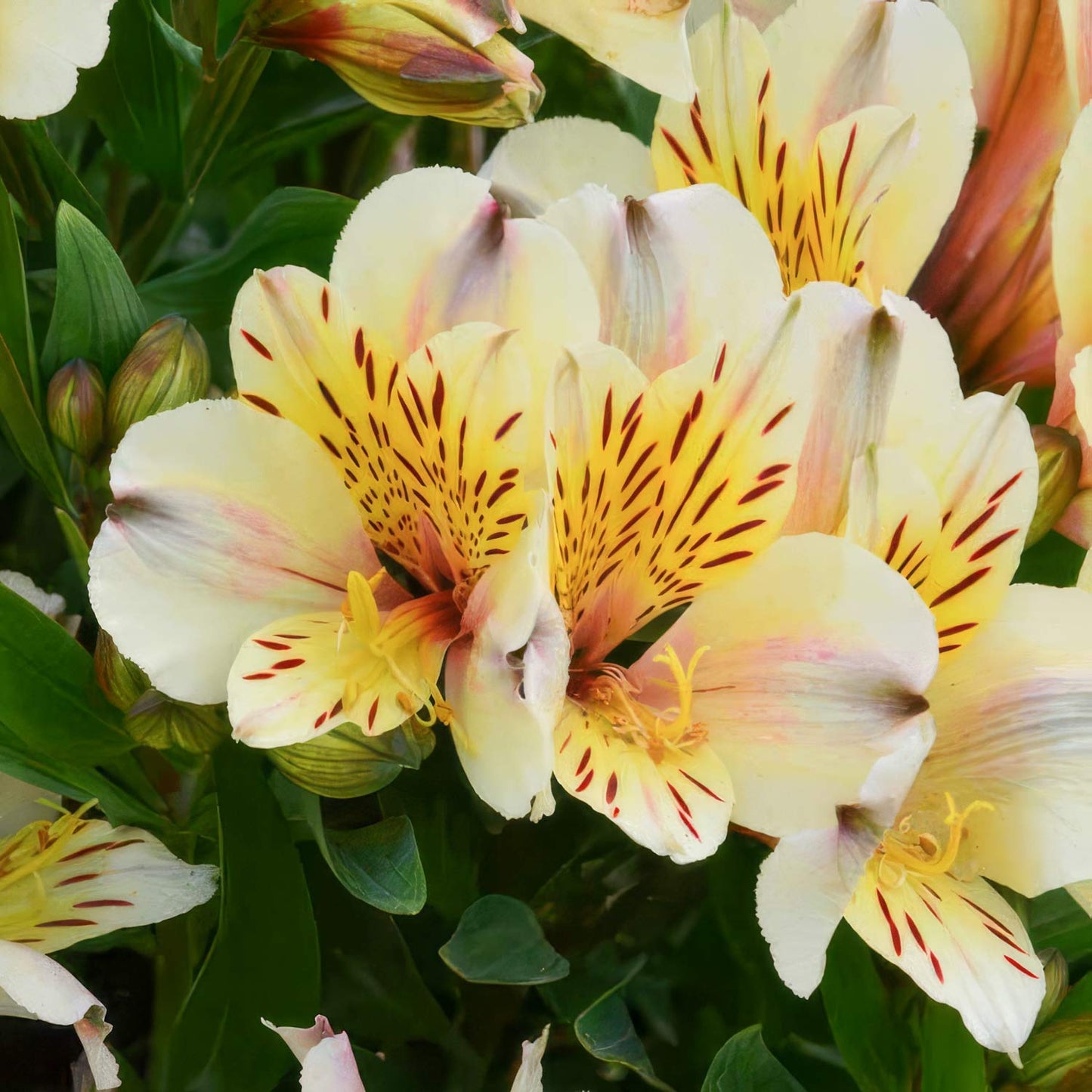 Alstroemeria Inca 'Sundance'
