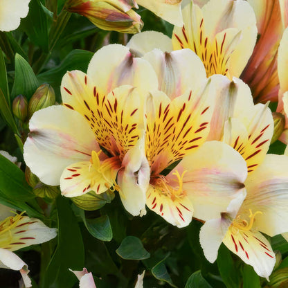 Alstroemeria Inca 'Sundance'