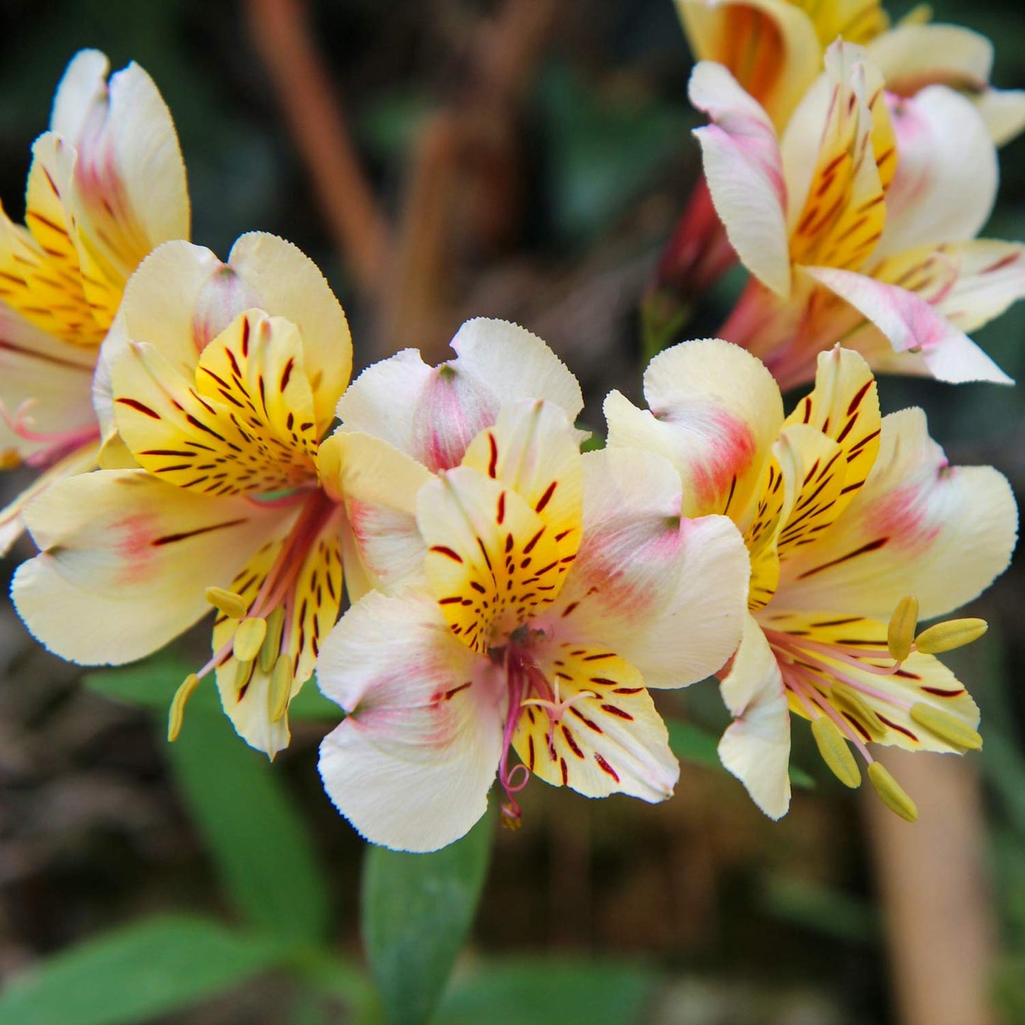 Alstroemeria Inca 'Sundance'