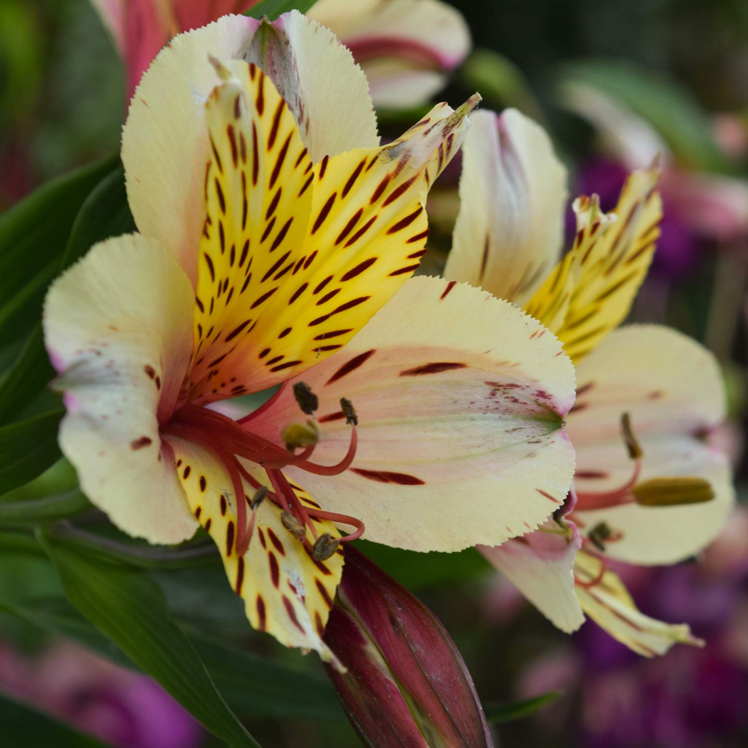 Alstroemeria Inca 'Sundance'
