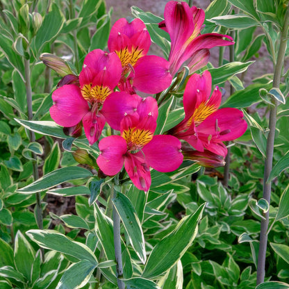 Alstroemeria 'Phoenix'. Close-up of bright pink flowers with yellow centers surrounded by green leaves.