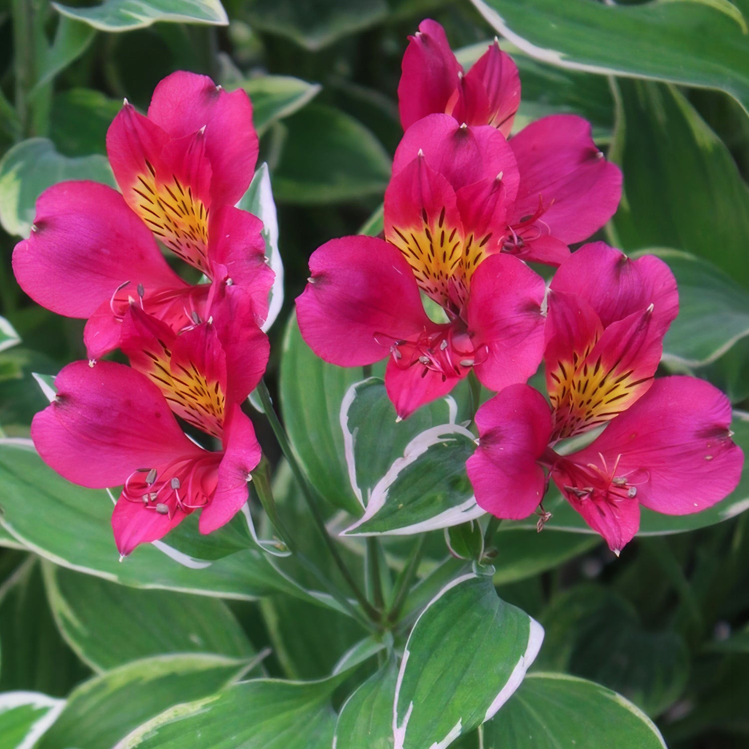 Alstroemeria 'Phoenix'. Group of pink flowers with yellow centers on a green leaf background
