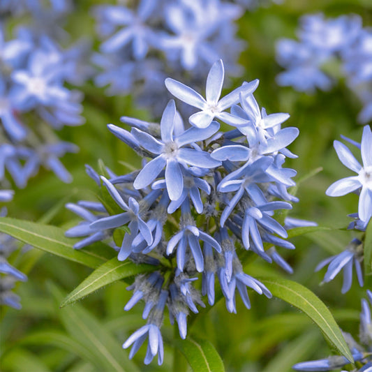 Amsonia tabernaemontana