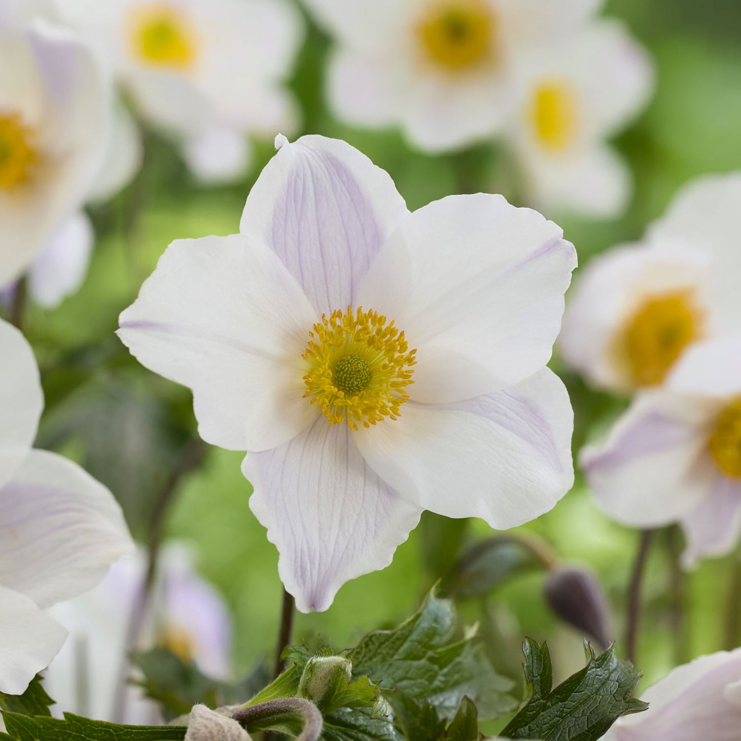 Anemone 'Dancing Swan'. Close-up of a white flower with a yellow center surrounded by green leaves.