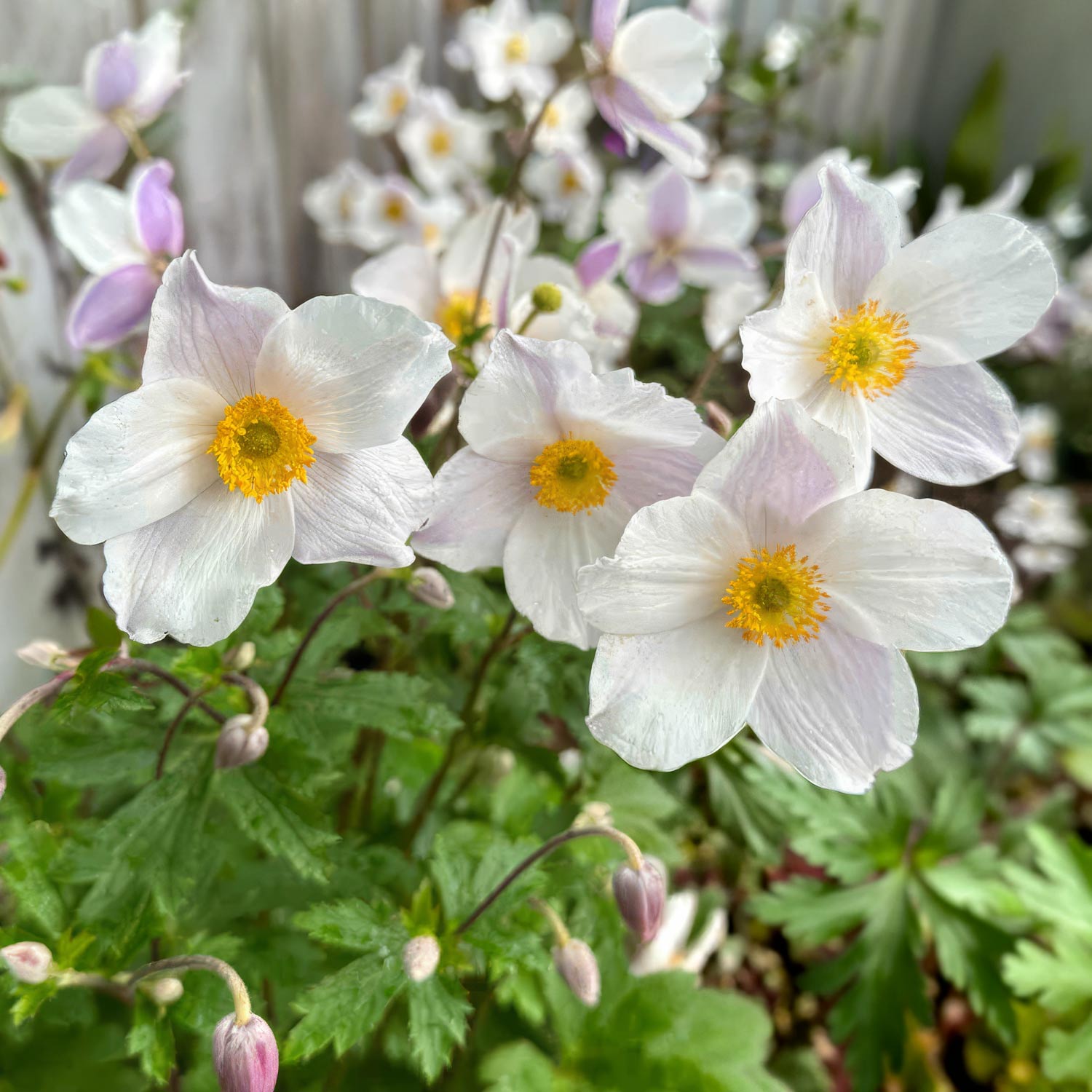 Anemone 'Dancing Swan'. White flowers with yellow centers on a green plant background