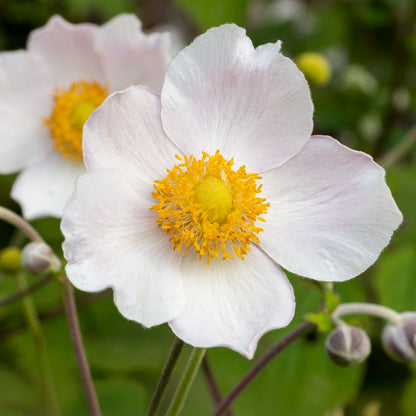 Anemone 'Wild Swan'