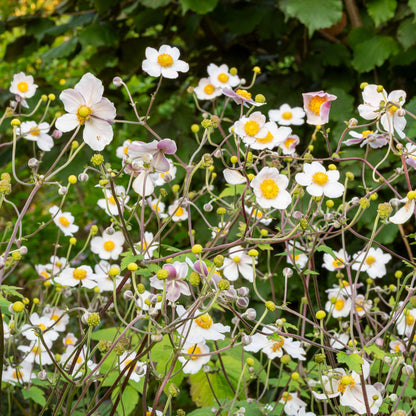 Anemone 'Wild Swan'