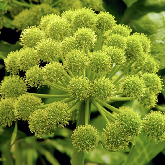 Angelica archangelica