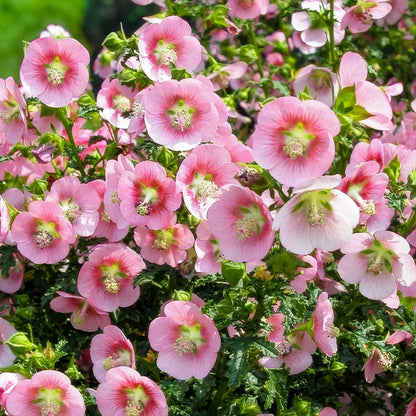 Anisodontea capensis. Cape Mallow