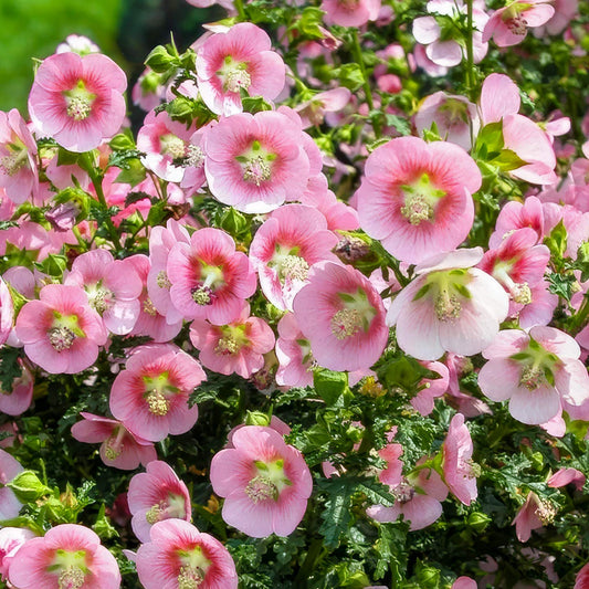 Anisodontea capensis. Cape Mallow