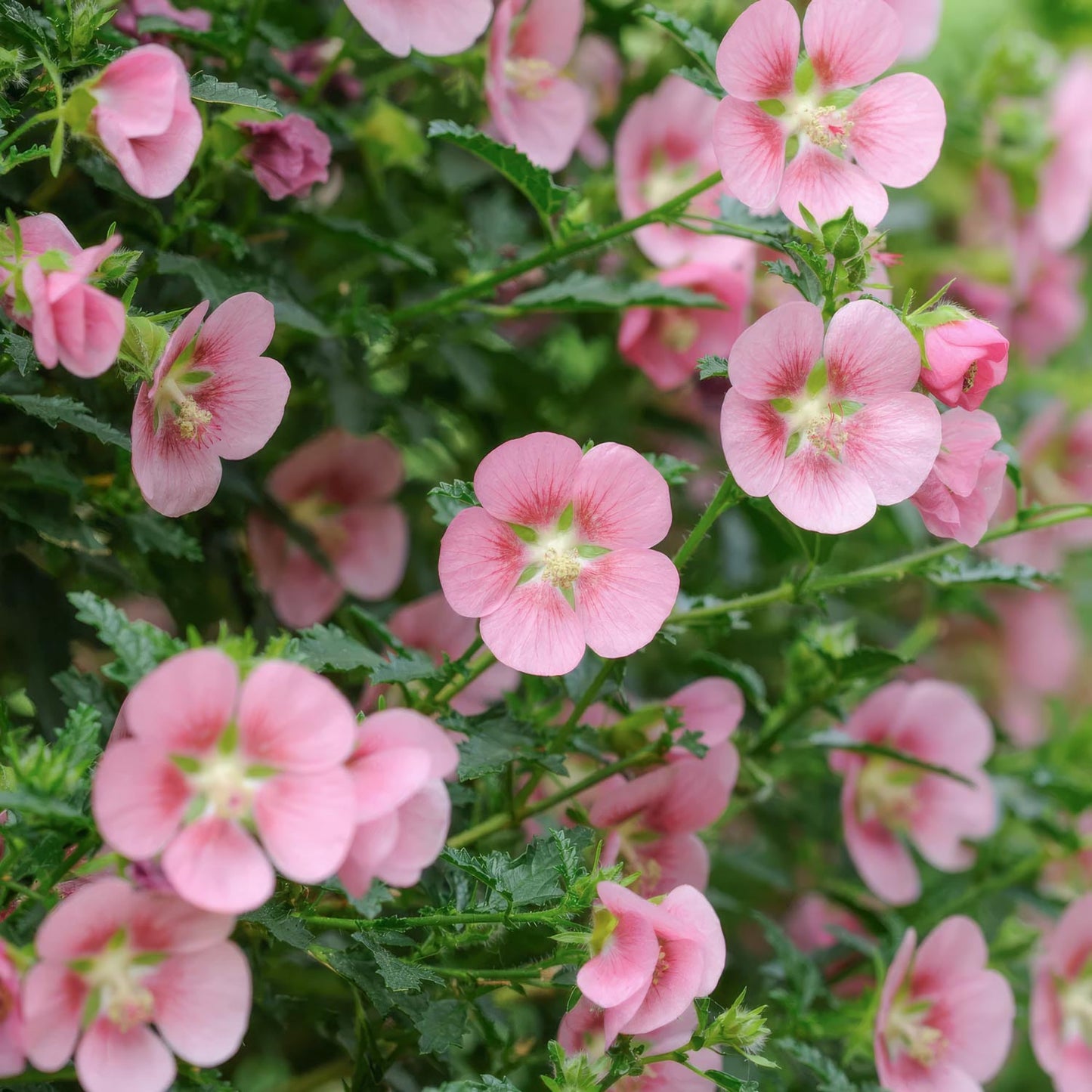 Anisodontea capensis. Cape Mallow