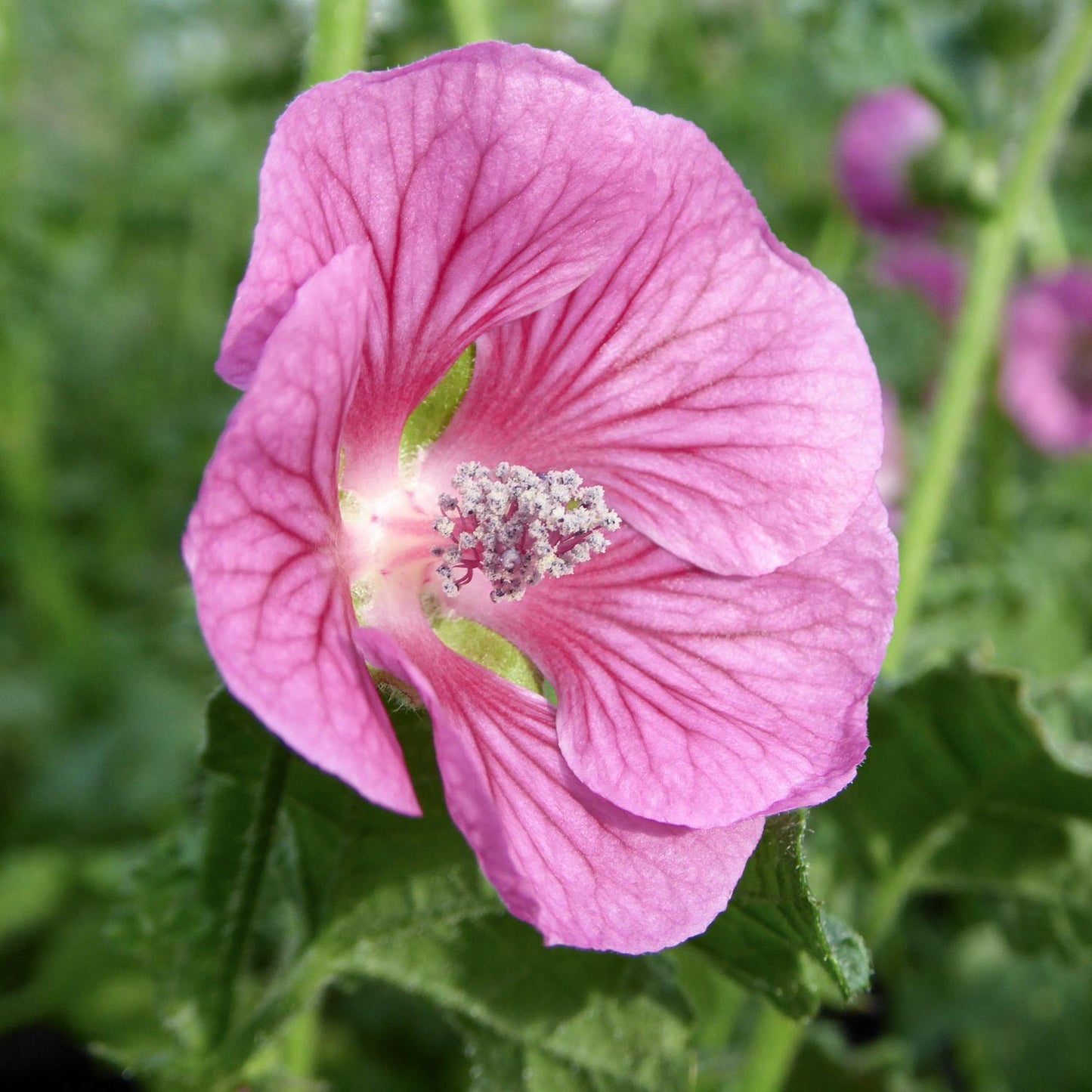 Anisodontea capensis. Cape Mallow