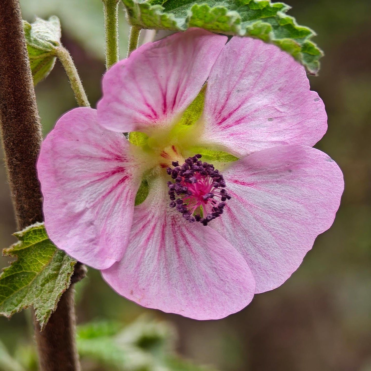 Anisodontea capensis. Cape Mallow
