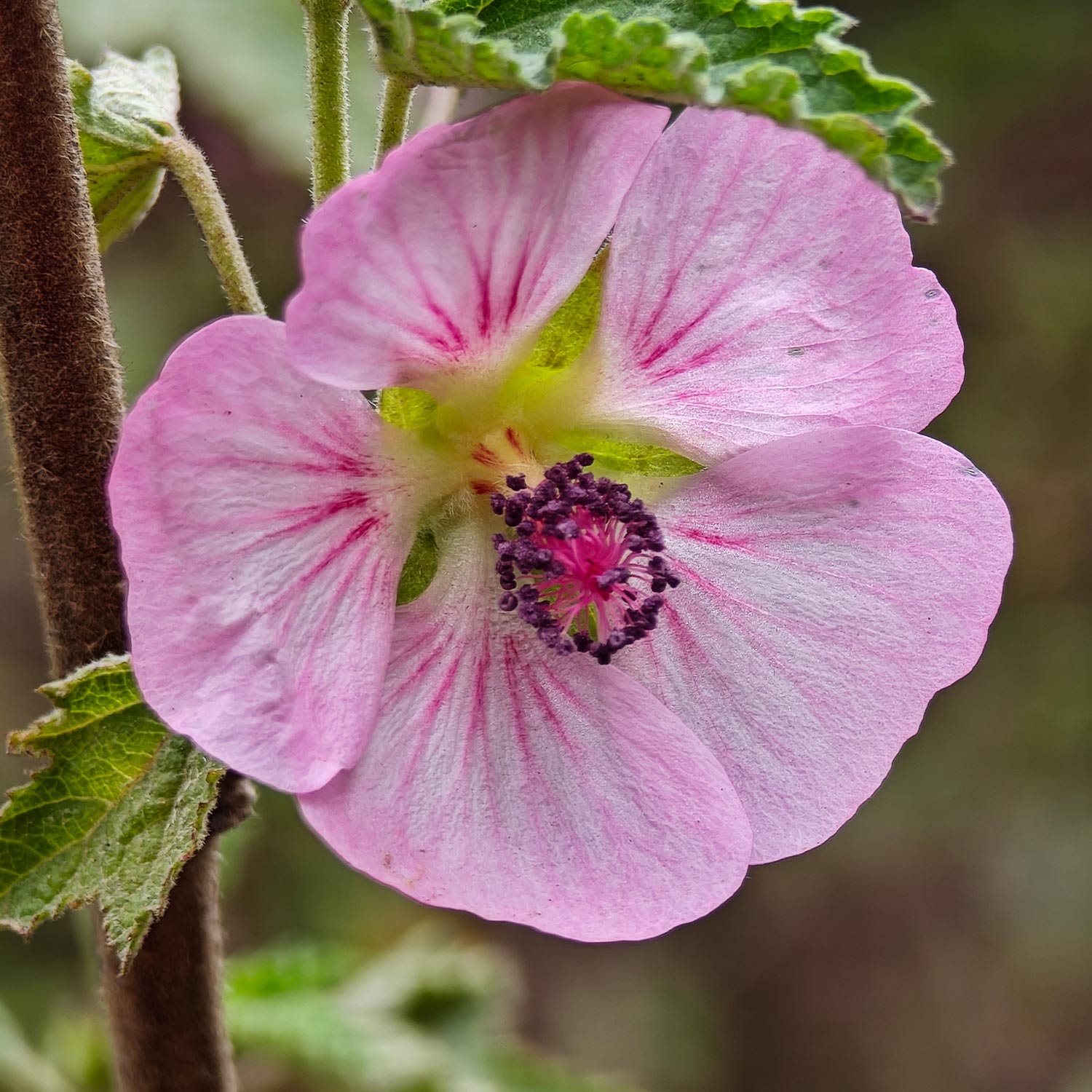 Anisodontea capensis. Cape Mallow