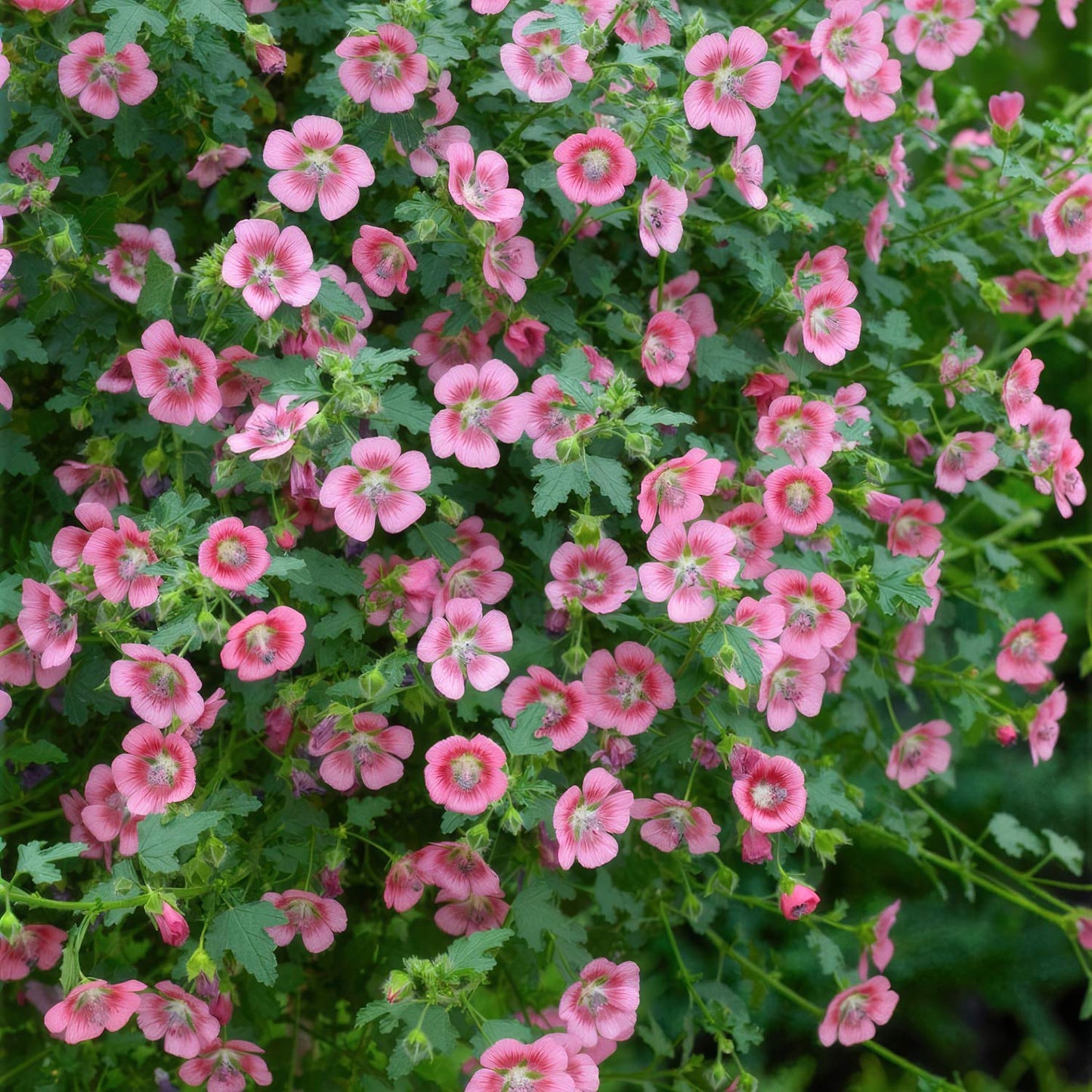 Anisodontea capensis. Cape Mallow