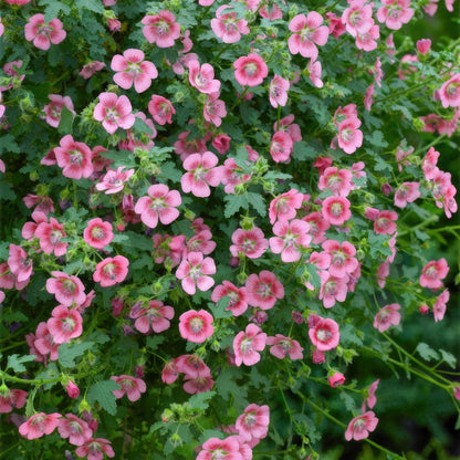Anisodontea capensis. Cape Mallow