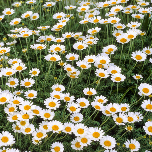 Anthemis cupaniana
