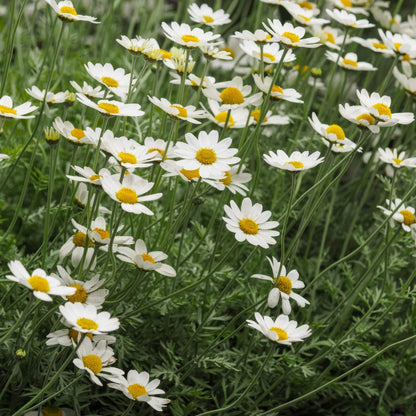 Anthemis cupaniana