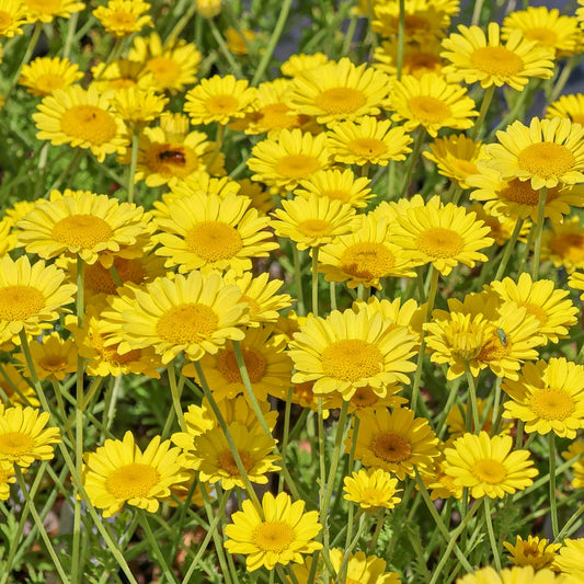 Anthemis tinctoria 'Dwarf Form'
