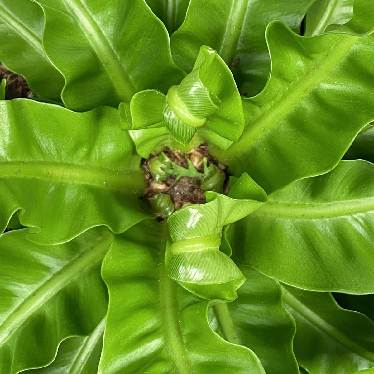 Asplenium antiquum 'Hurricane'