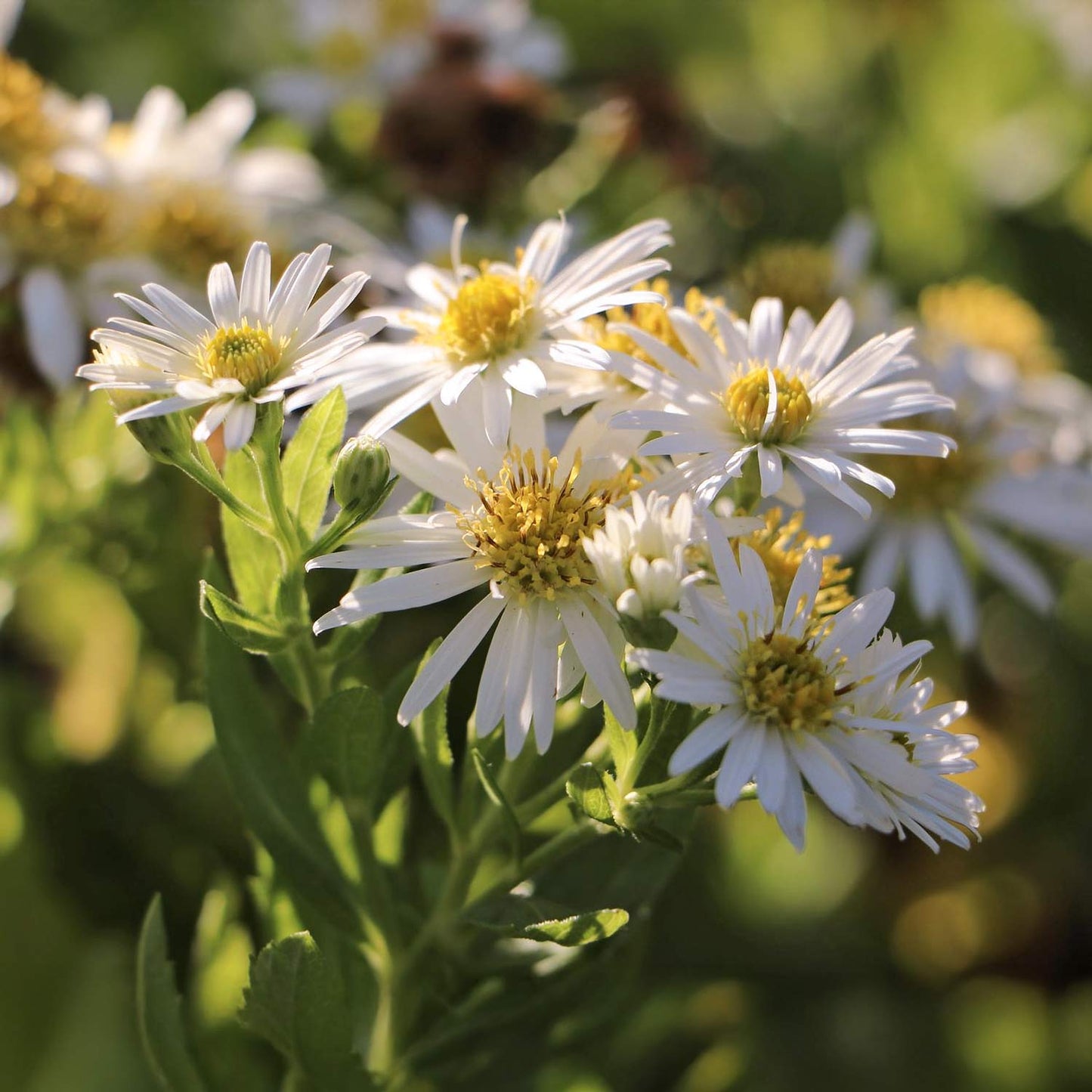 Aster ageratoides 'Ashvi'