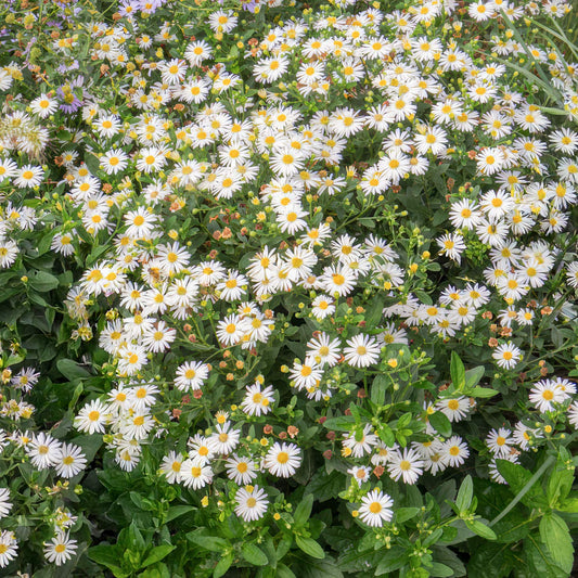 Aster ageratoides 'Ashvi'