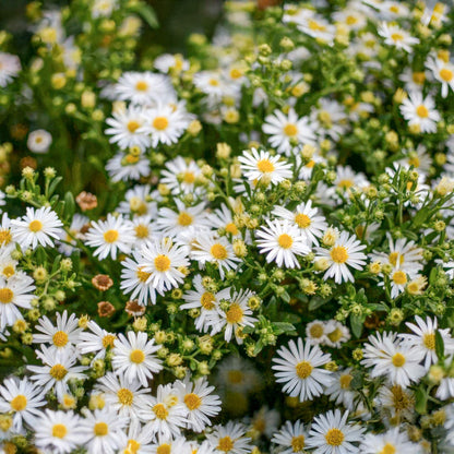 Aster ageratoides 'Ashvi'